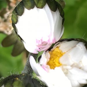 Daisies kissing