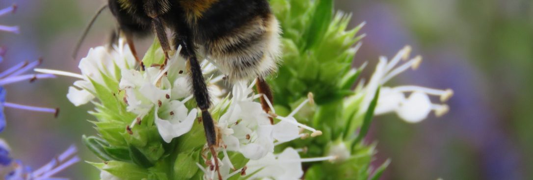 honey bee on flower