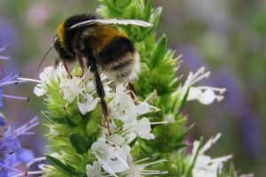 honey bee on flower